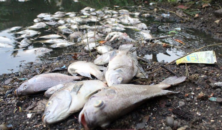 Warga Paciran Lamongan Kaget, Ribuan Ikan Mendadak Mati