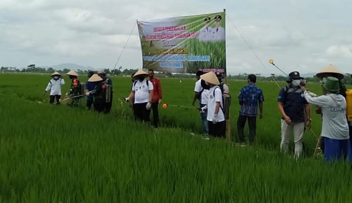 Foto istimewa Jember