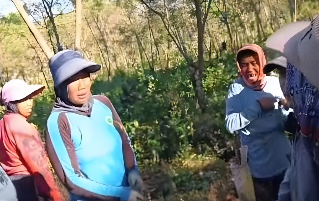 Tangis Petani Usai Ribuan Pohon Kopi PTPN I di Ijen Dirusak OTK