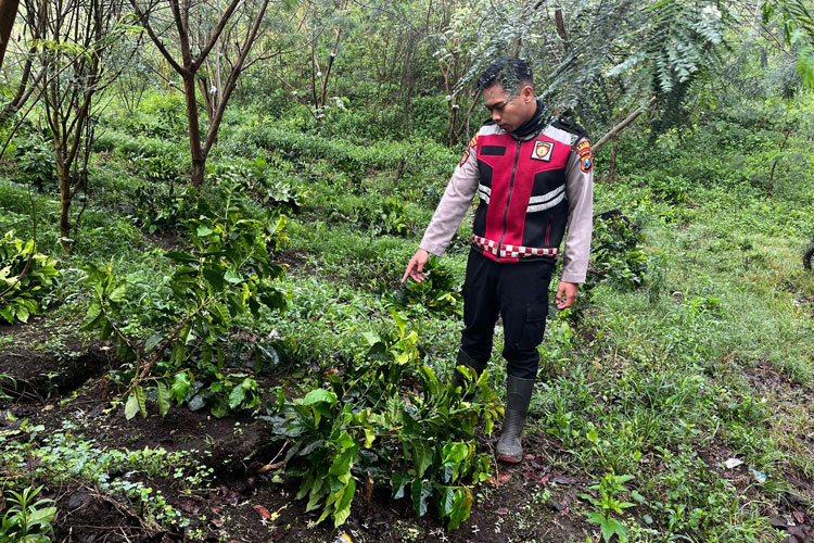 Lagi! 18.000 Pohon Kopi Milik PTPN I Ijen Bondowoso Dirusak OTK