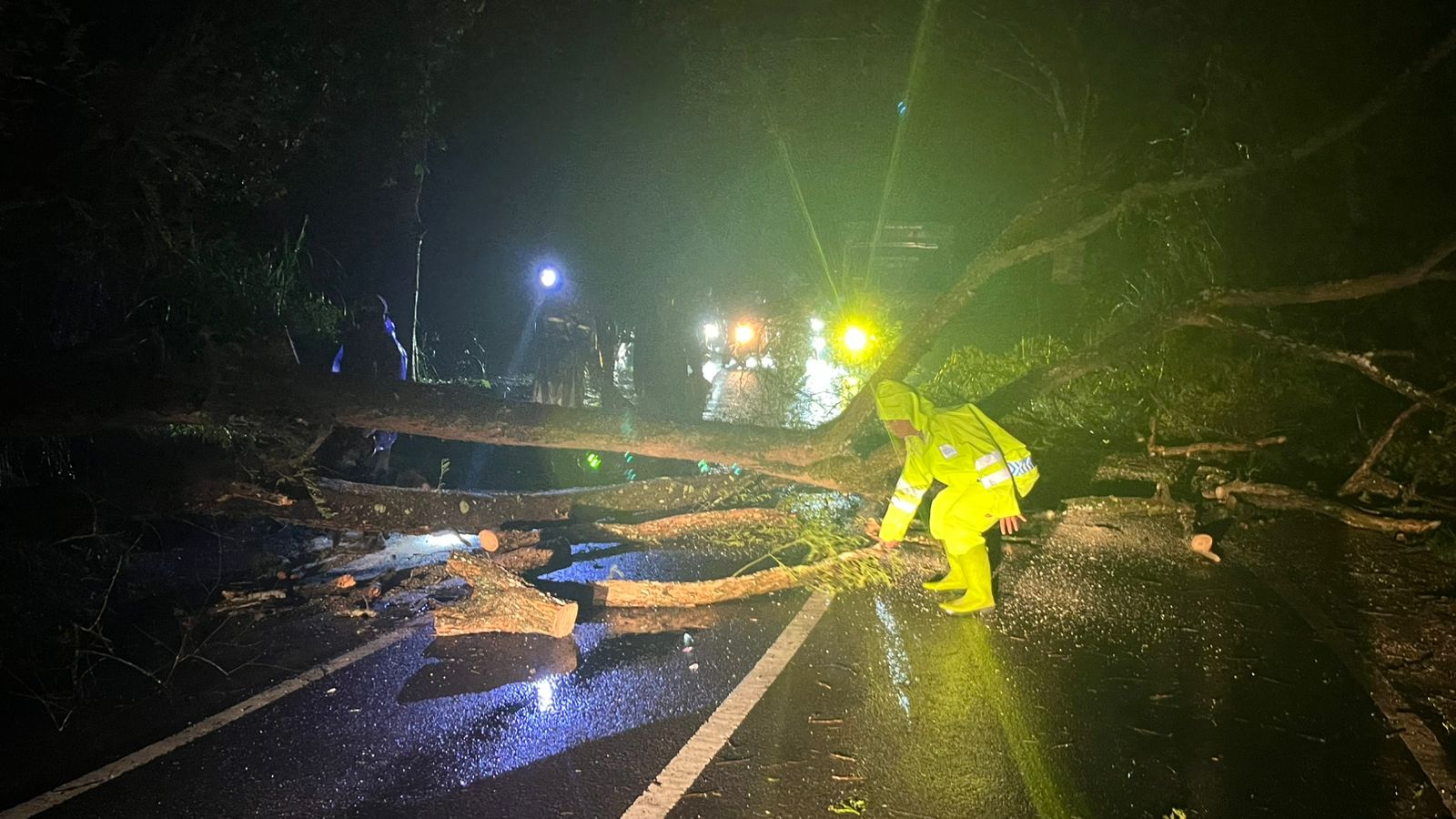 Hujan dan Angin Kencang, Pohon Tumbang di Jalan Kalipare Malang