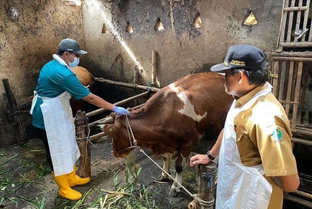 Populasi 2.500 Sapi, Pemkot Malang Baru Terima 1.000 Dosis Vaksin PMK