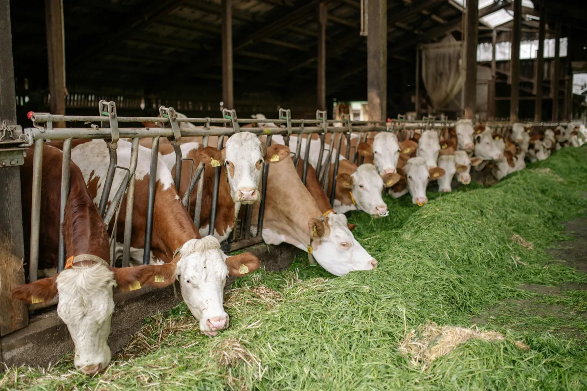 30 Sapi di Ngawi Positif PMK, Peternak Waspada