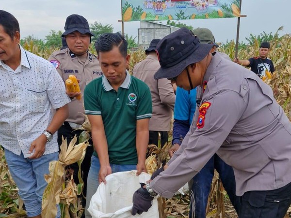 Dukung Ketahanan Pangan, Polsek Balongbendo Sidoarjo Panen Raya Jagung