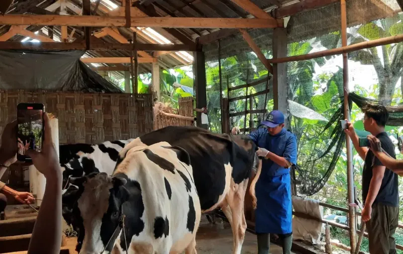 PMK Masih Merebak, Hasil Susu Sapi Perah Magetan Merosot
