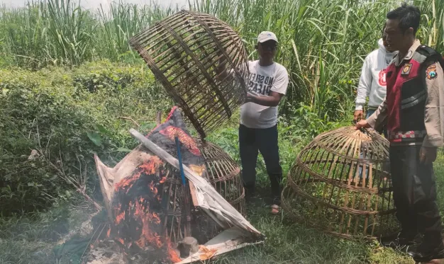 Polsek Prambon Bantah Keras Isu Sabung Ayam di Jatikalang, Arena Lama Dibongkar dan Dibakar
