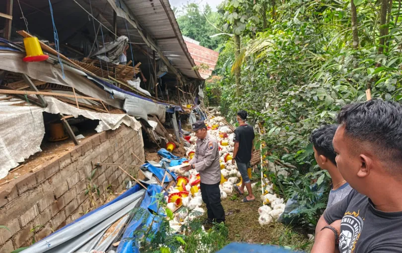 Kandang Ayam di Malang Ambruk, Dua Orang Tewas