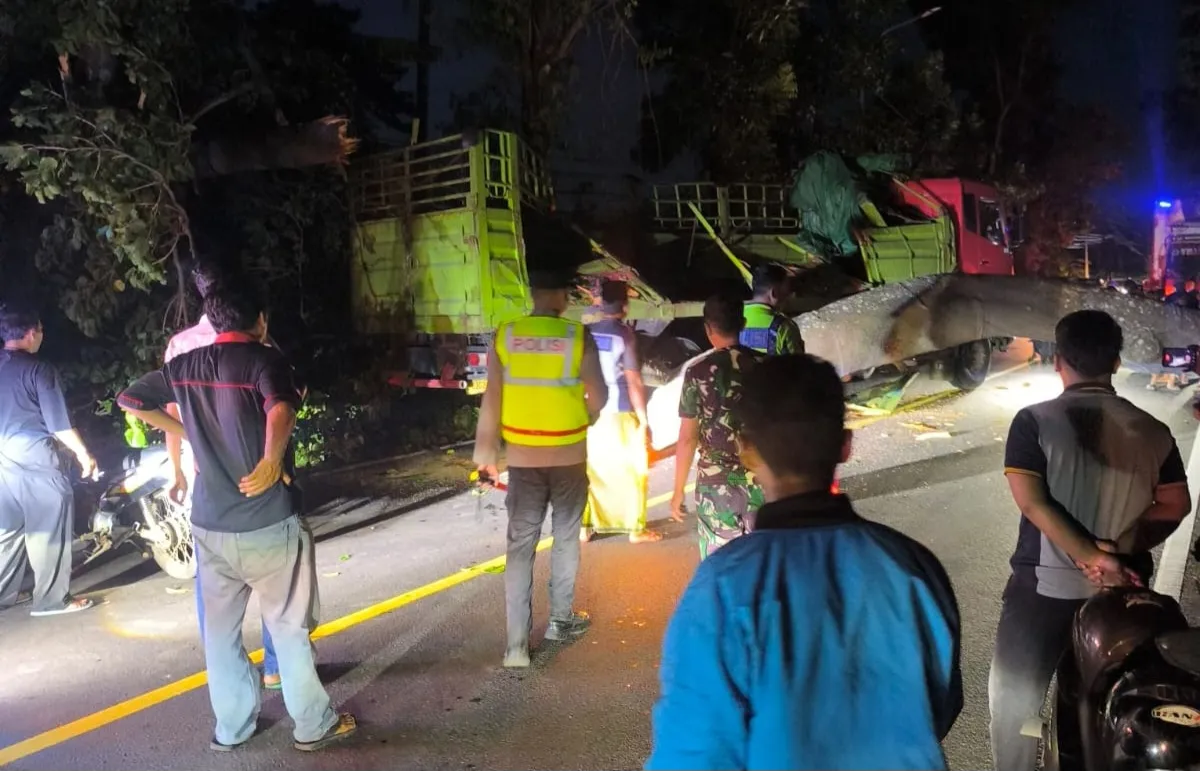 Pohon Tumbang di Pantai Pasir Putih, Jalur Pantura Situbondo Tersendat