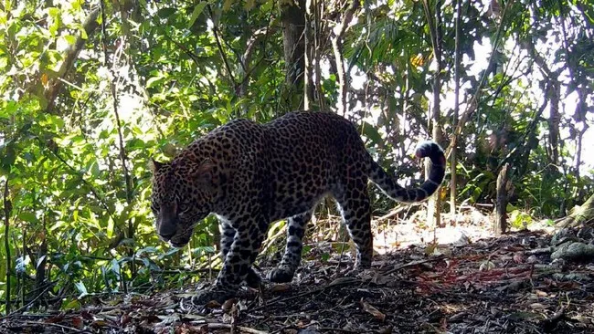 Viral Penampakan Diduga Macan di Hutan Cangar, Tahura Raden Soerjo Belum Bisa Pastikan