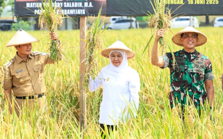 1001002181 Jatim Tetap Jadi Lumbung Pangan Nasional, Produksi Padi Tertinggi di Indonesia