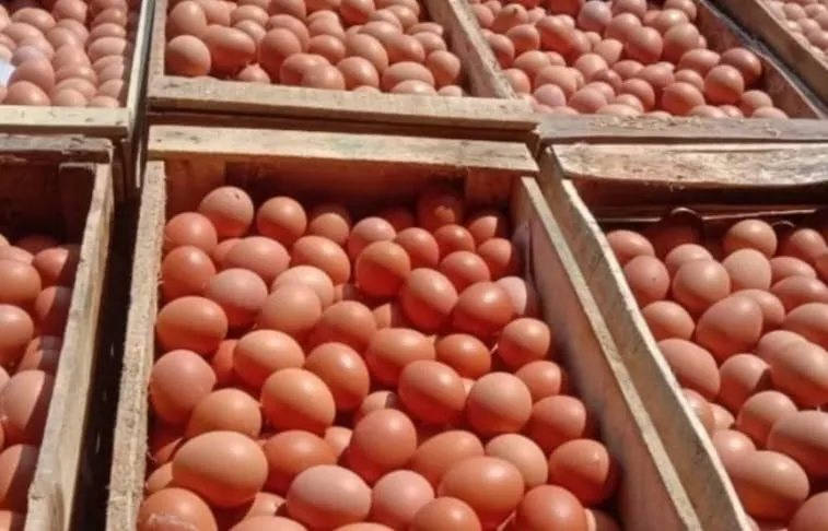 Soroti Anjloknya Harga Telur Peternak, DPRD Jatim Siap Panggil Dinas Terkait
