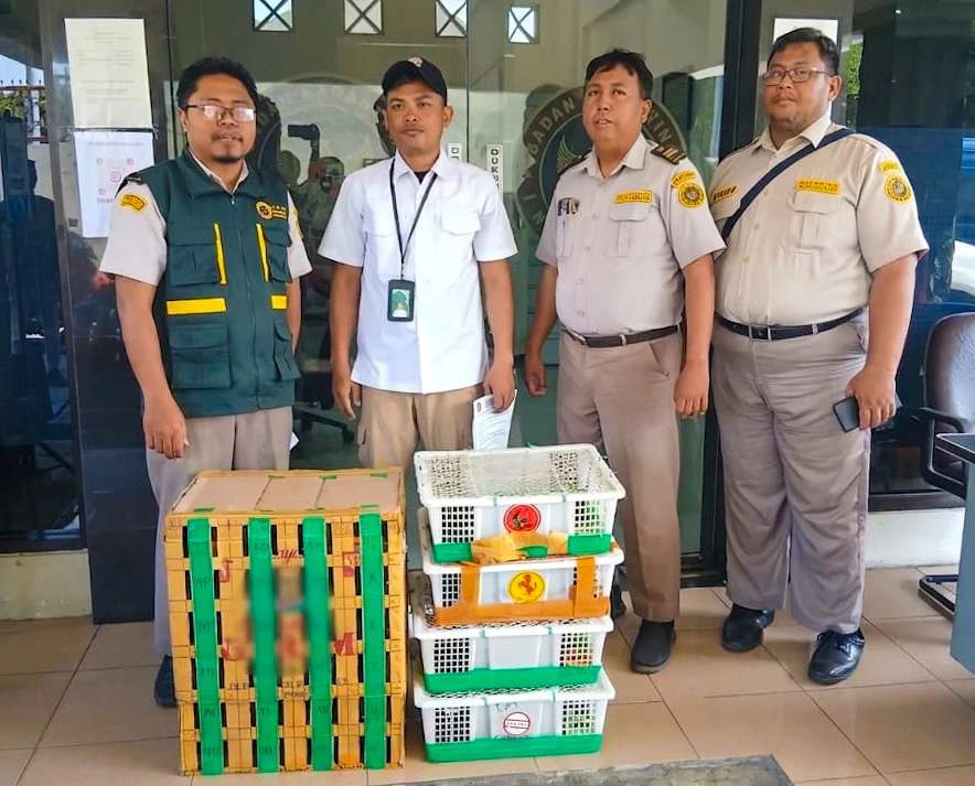 Karantina Jatim Gagalkan Penyelundupan 69 Burung Tanpa Dokumen di Pelabuhan Tanjung Perak Surabaya