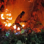 Karhutla di Situbondo, Api Lahap 4 Hektare Hutan Jati